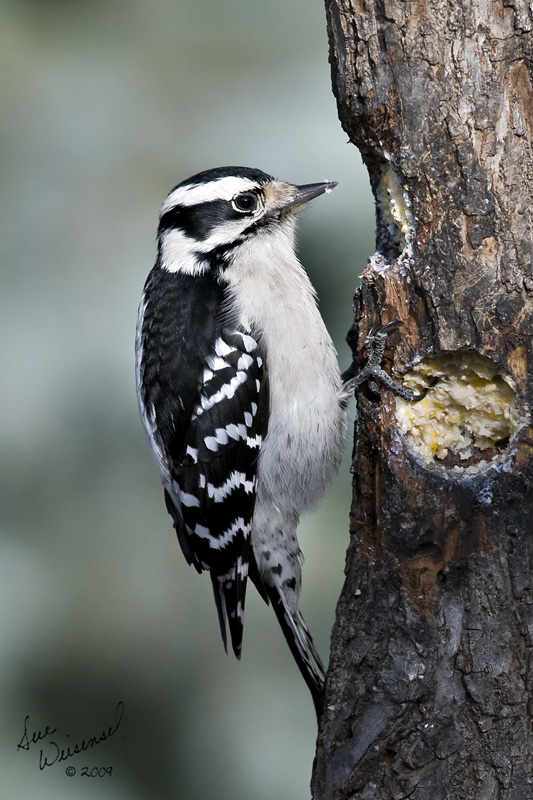 Downy Woodpecker, Female