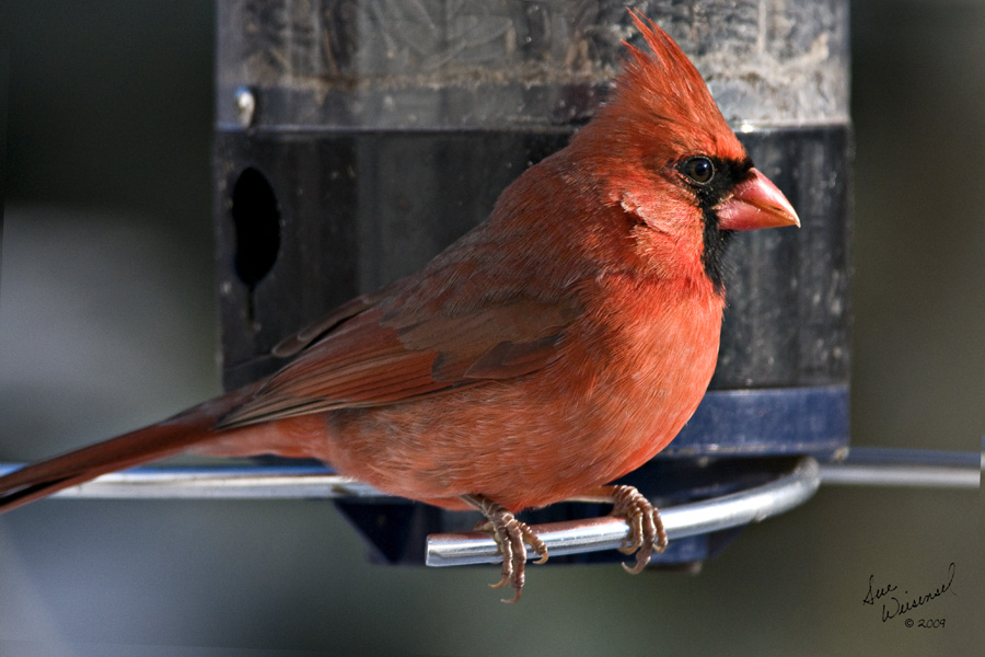 Male Cardinal