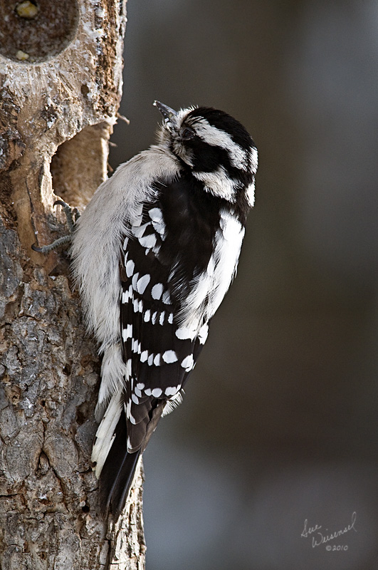 Downy Woodpecker, Female