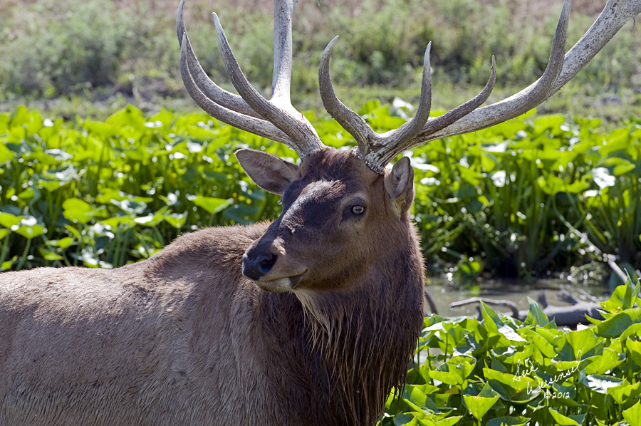 Bull Elk