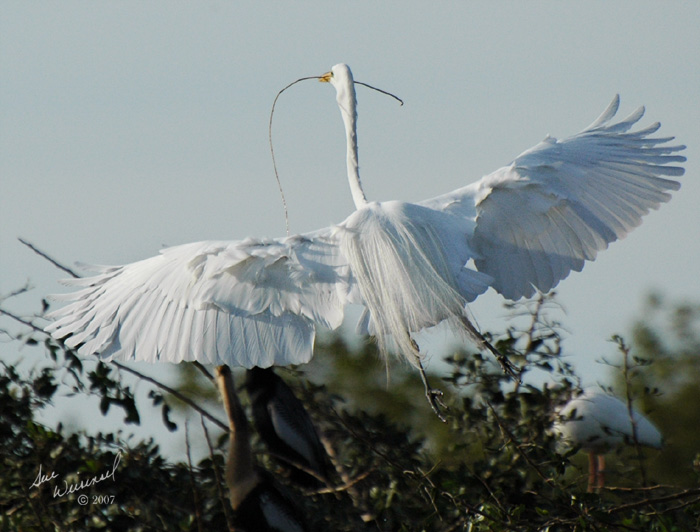 Great Egret, Taking Wing