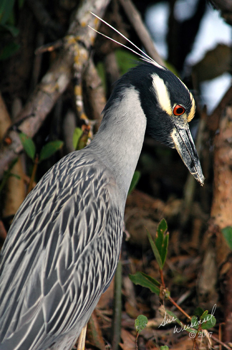 Yellow-crowned Night Heron