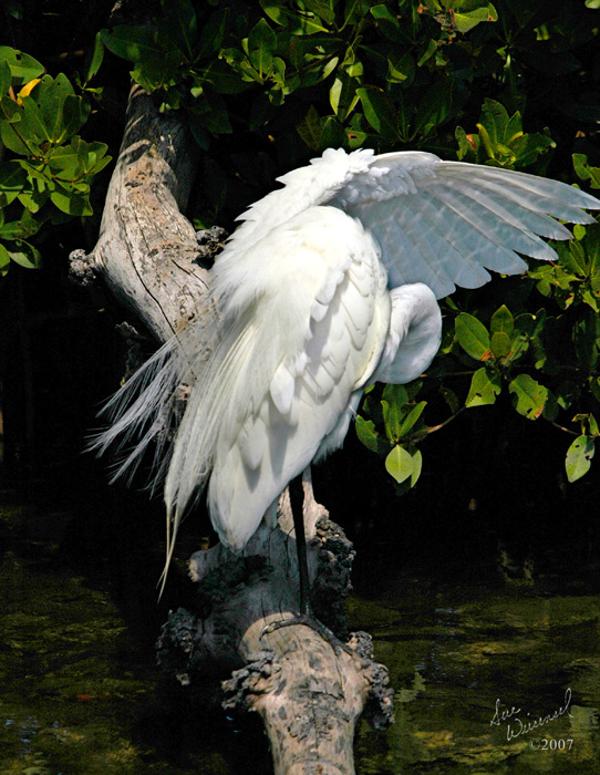 Great Egret