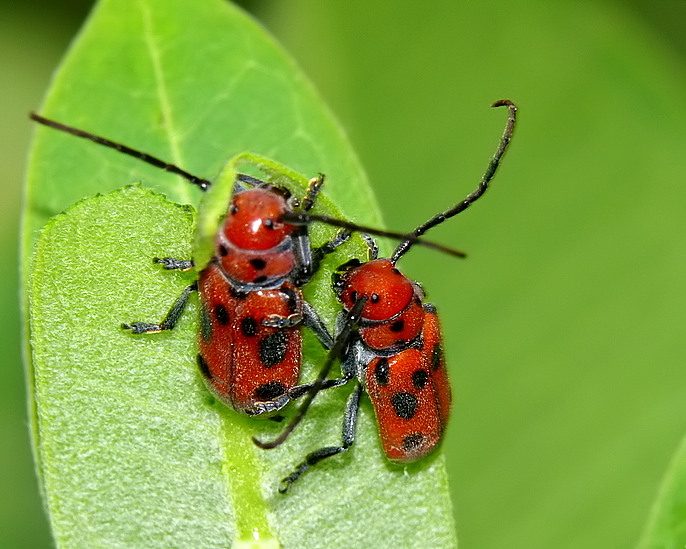  Red Milkweed Beetles