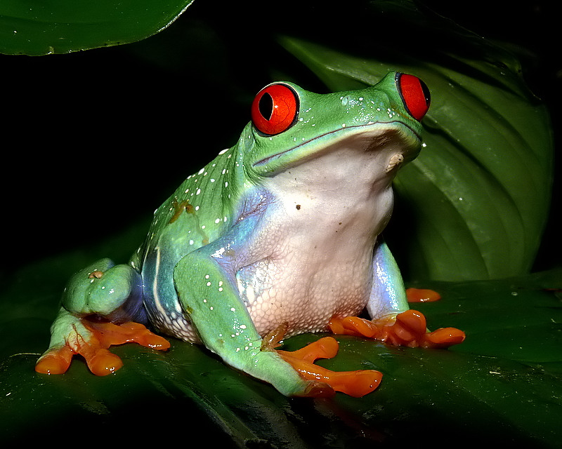 Red Eyed Tree Frog