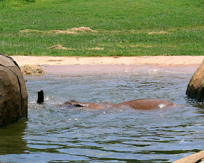 African Elephant