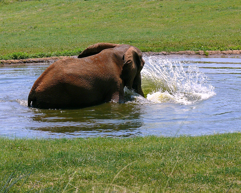 African Elephant