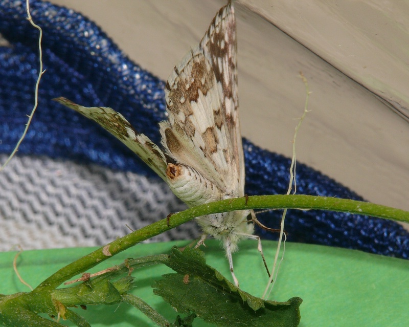 Common Checkered-Skipper (f)