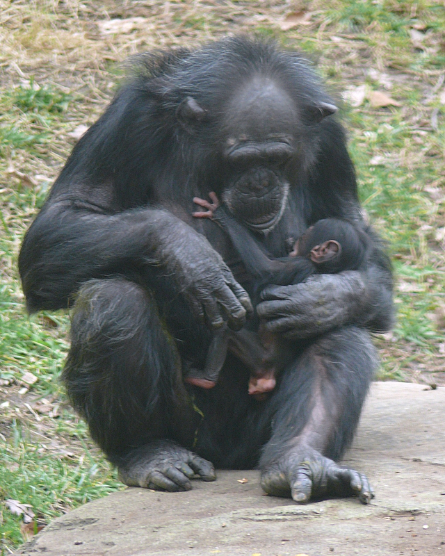 NC Zoo - Baby Chimp Ebi & Mother Tammy