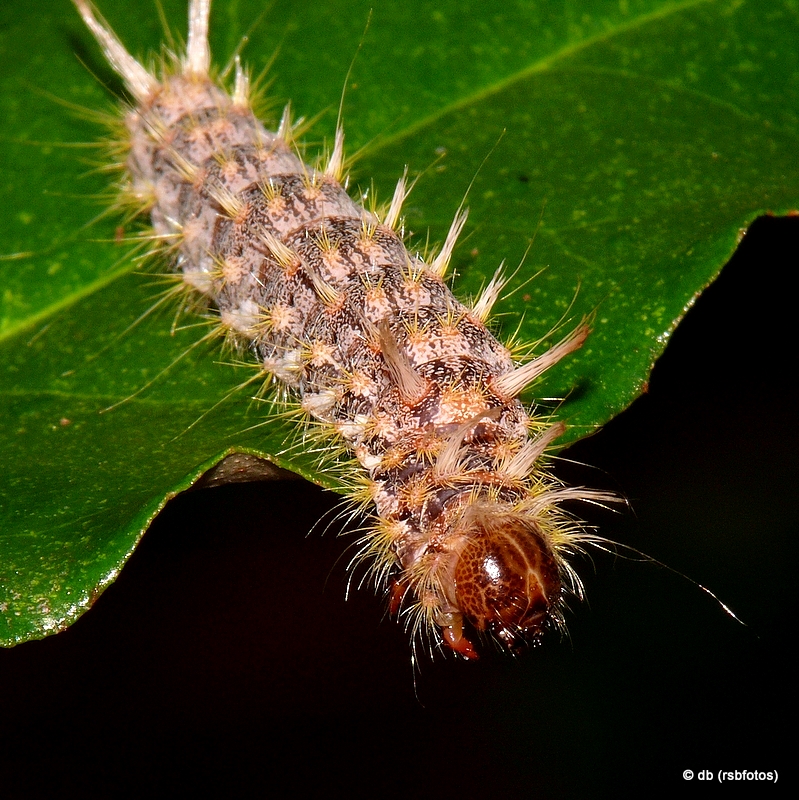 Tufted White Pine Caterpillar