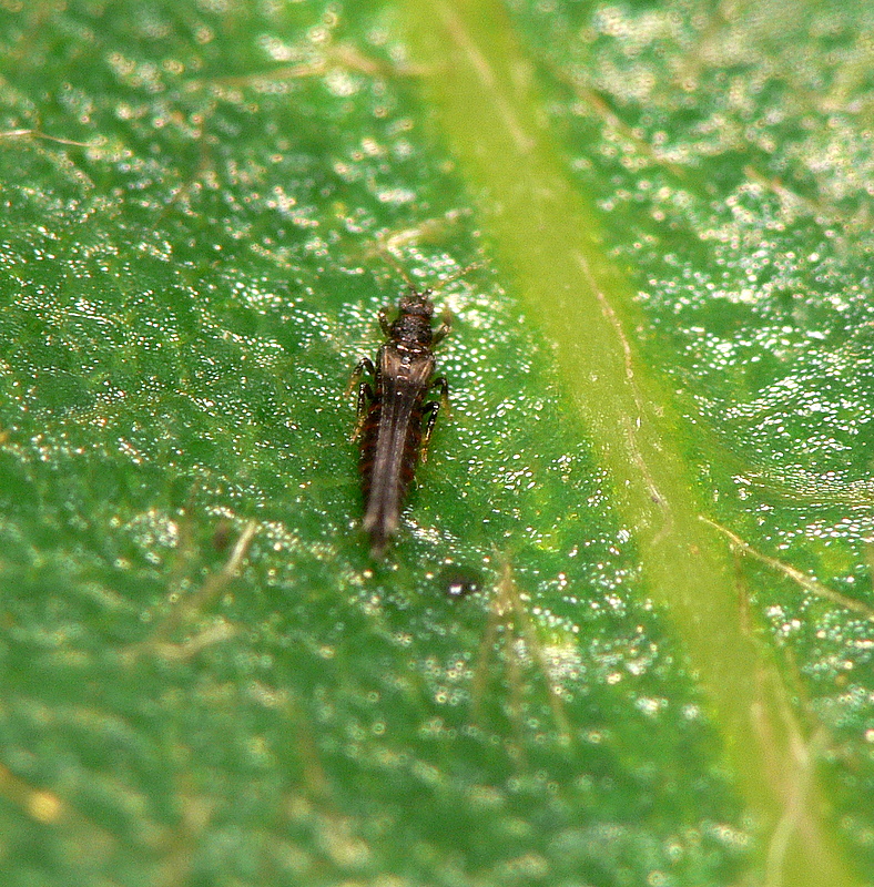 Thrips - Adult