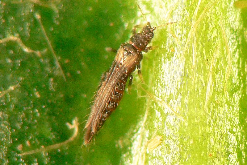 Thrips - Adult
