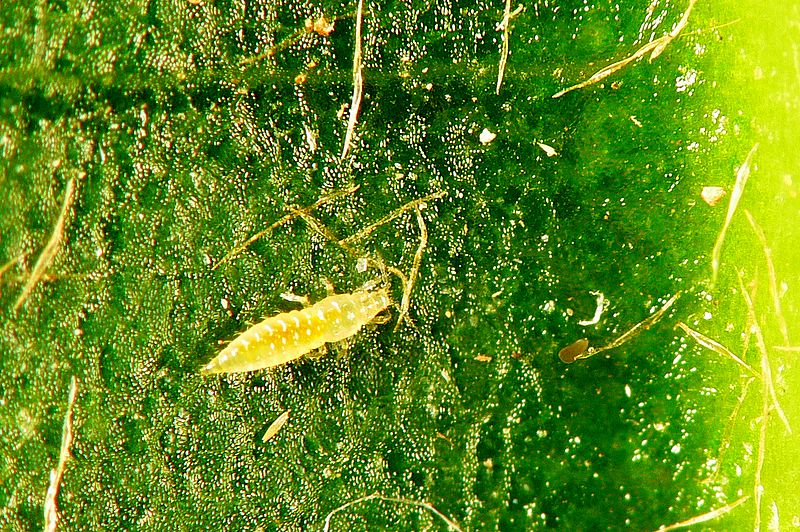 2nd Larva Stage
