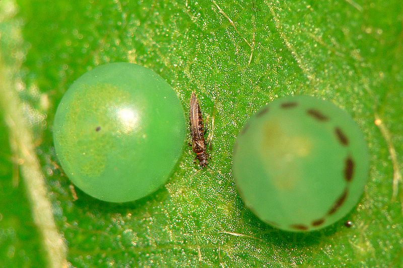 Thrips Adult between Butterfly Eggs