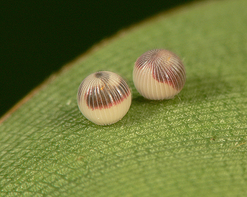 Owl butterfly eggs