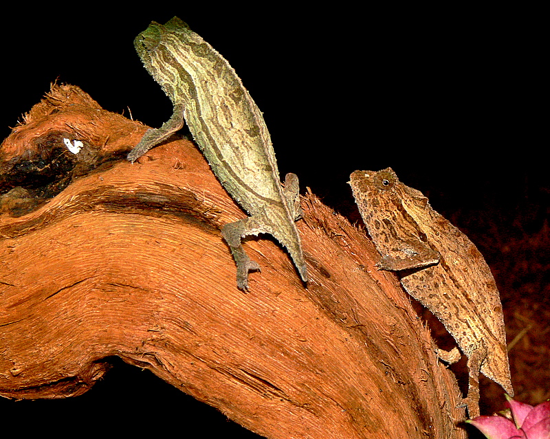 Pigmy Cameleons