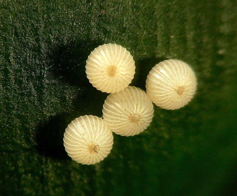 Owl butterfly eggs