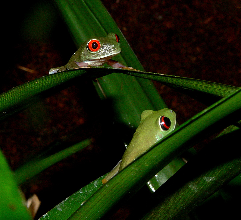 Red-Eyed Frogs