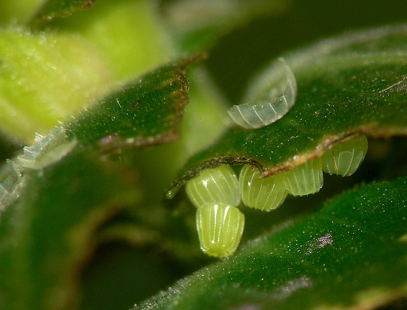 Egg cluster - Malachite Butterfly
