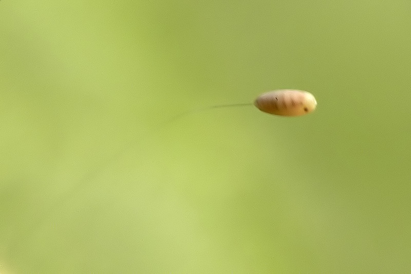 Lacewing Egg Developing