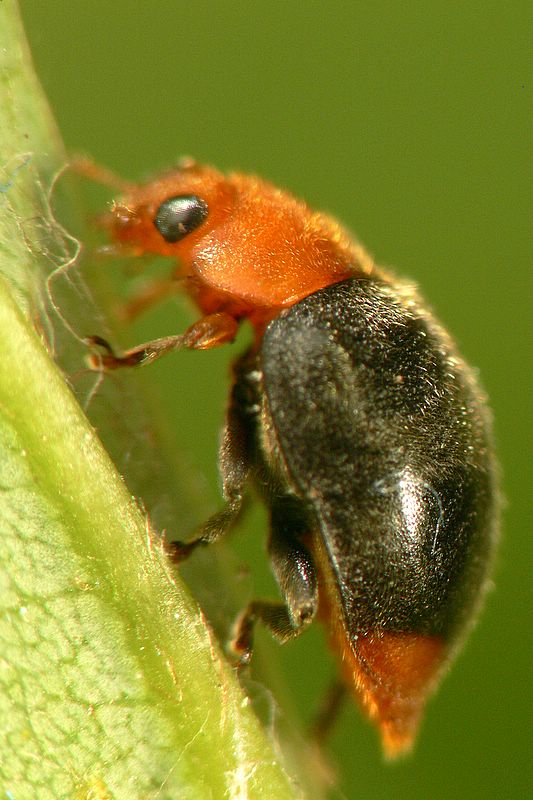 Cryptolaemus Beatle (adult)