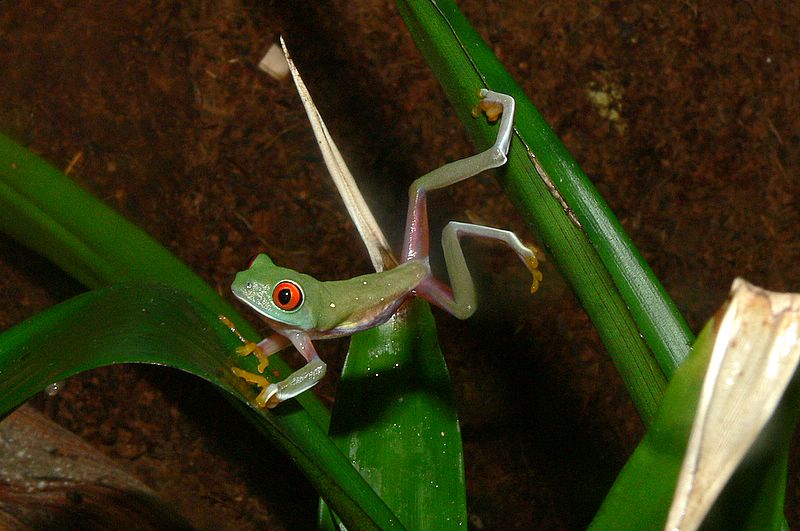 Red-Eyed Tree Frog