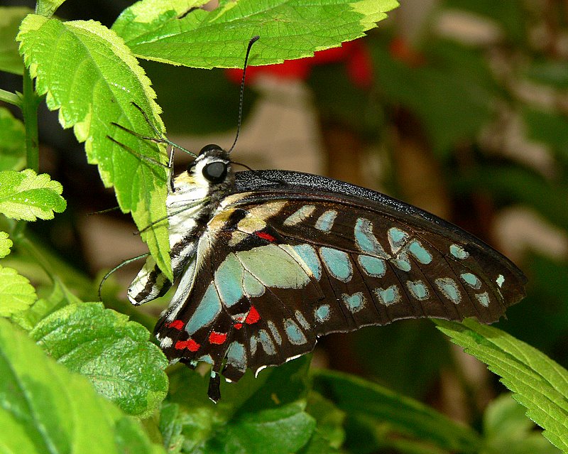 Blue Triangle Butterfly