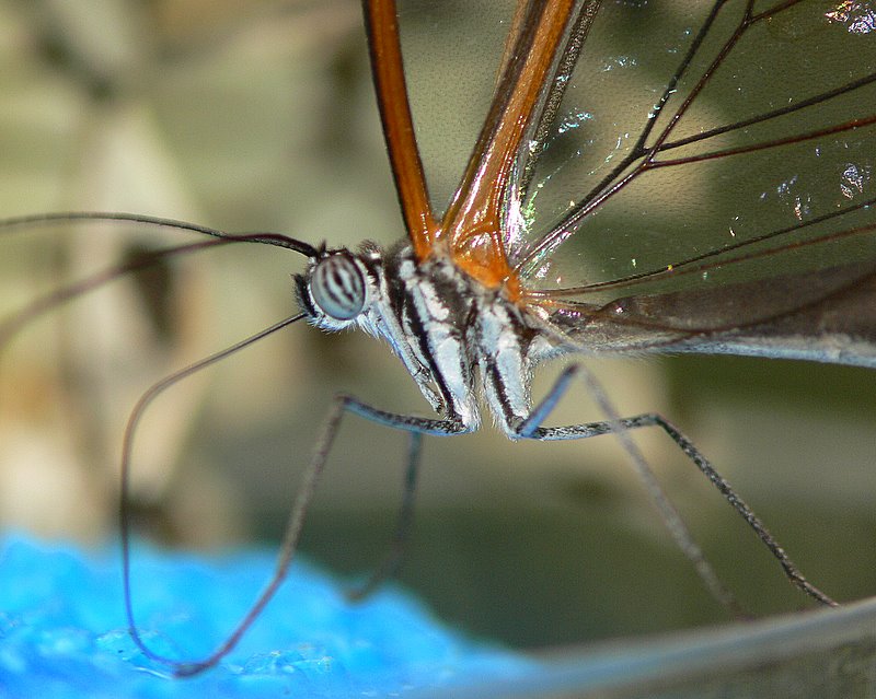 Glasswing