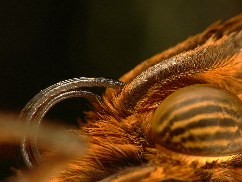 Owl Butterfly