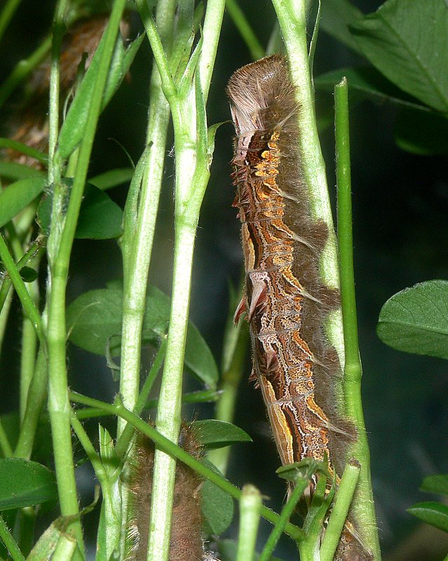Blue Morpho Caterpillar - 5th Instar