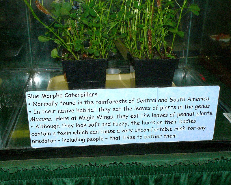 Blue Morpho Display