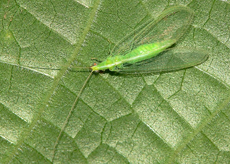 Adult Green Lacewing