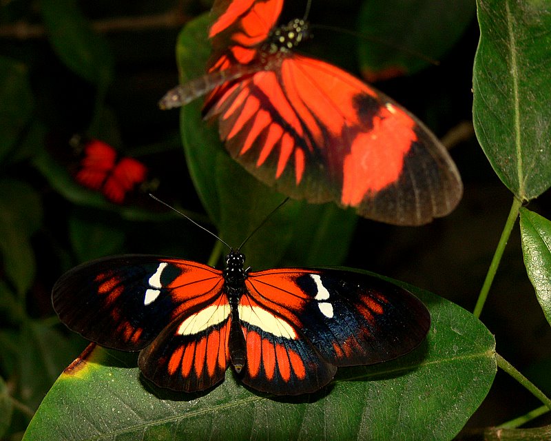 Heliconius Butterfly