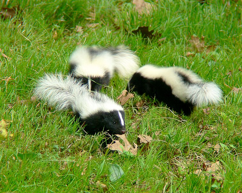 Three Striped Skunks