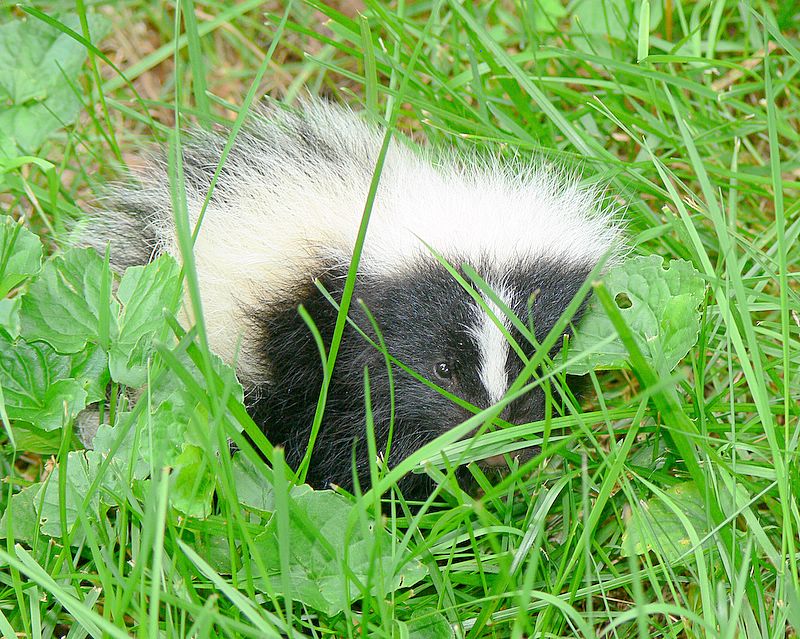 Striped Skunk - 2