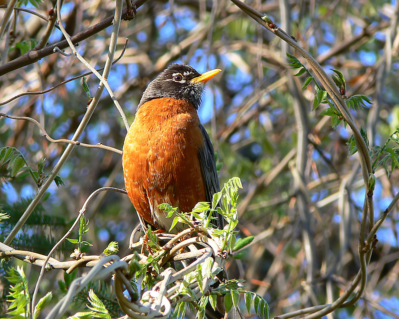 American Robin <))