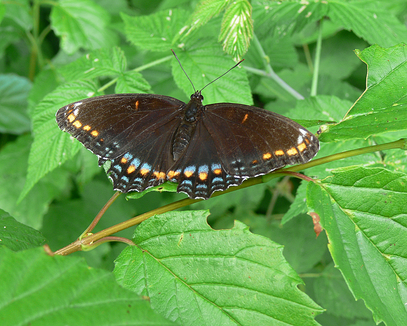 Red-spotted Purple