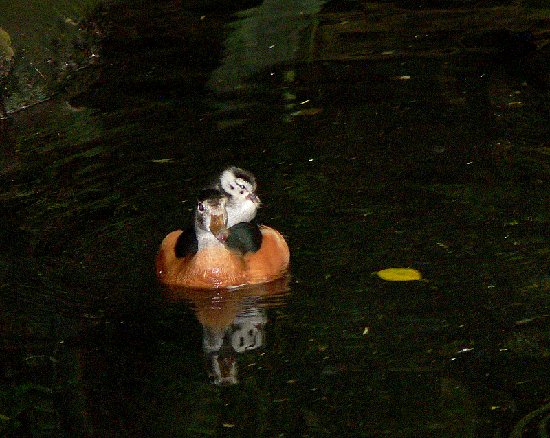 African Pygmy Goose & Chick