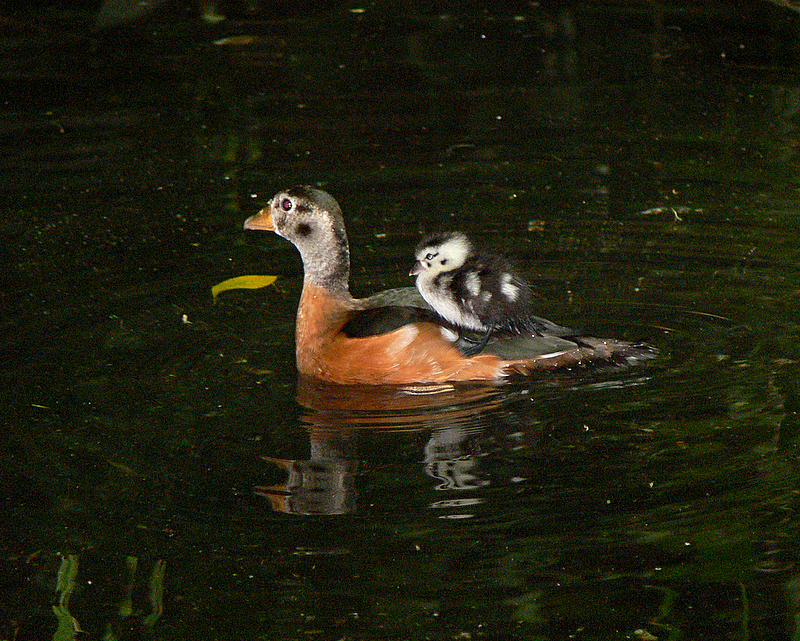 African Pygmy Goose and Chick