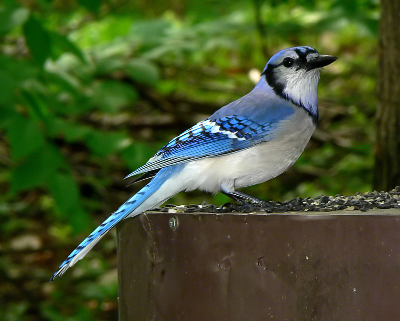 Blue Jay <))