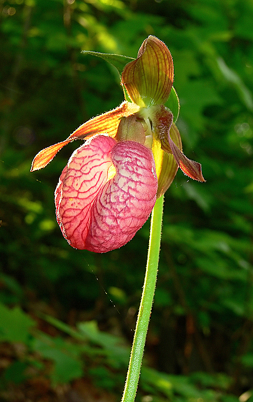 Pink Lady Slipper