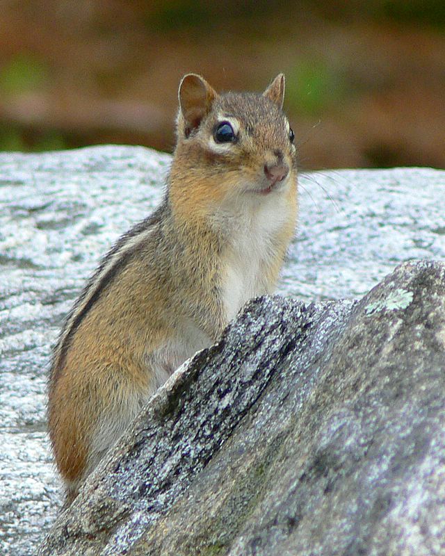 Chipmunk