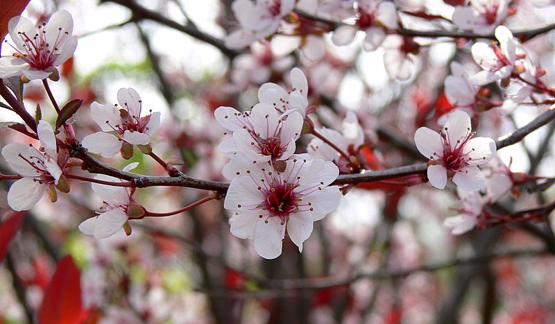 Apple Blossom