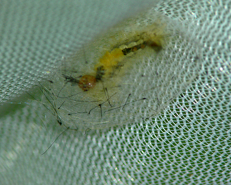 White-marked Tussock Moth Cocoon