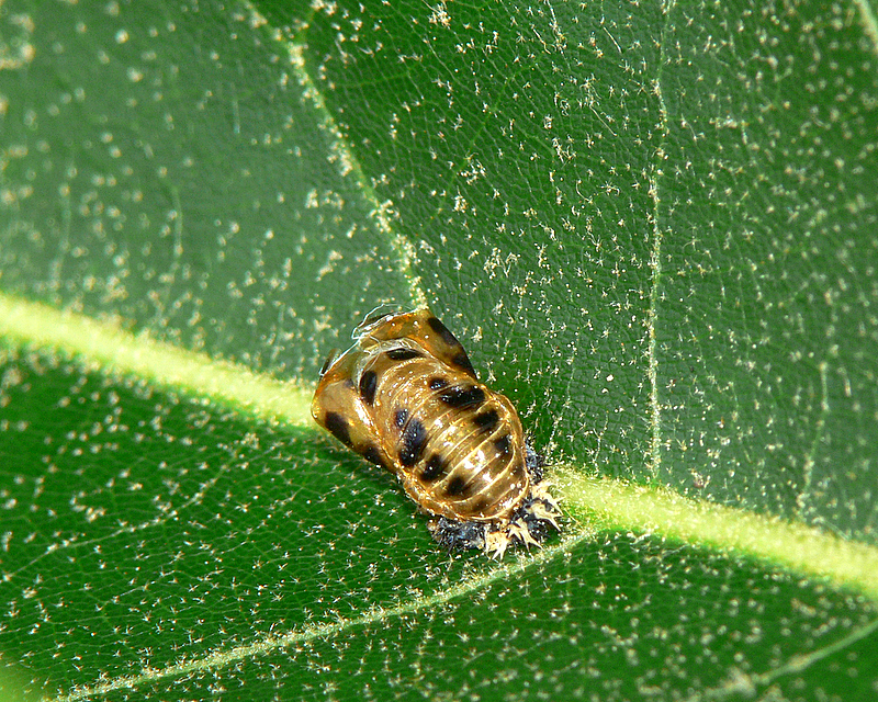 Lady Beetle Empty Pupa Case