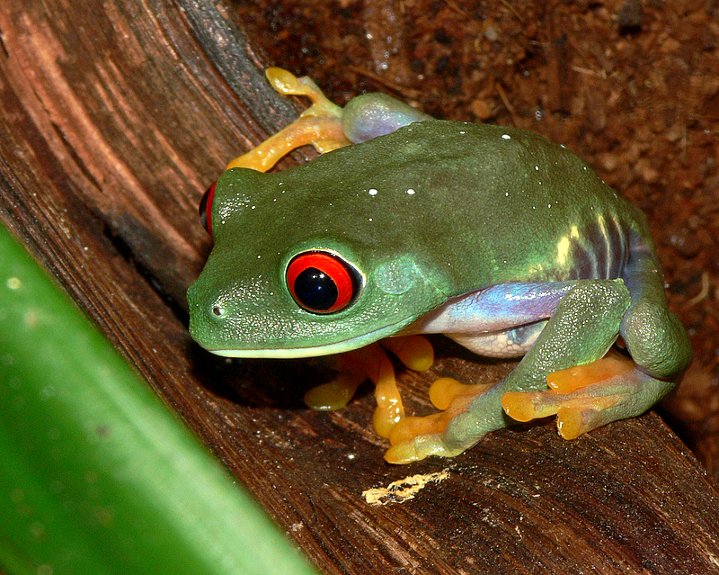 Red-Eyed Tree Frog