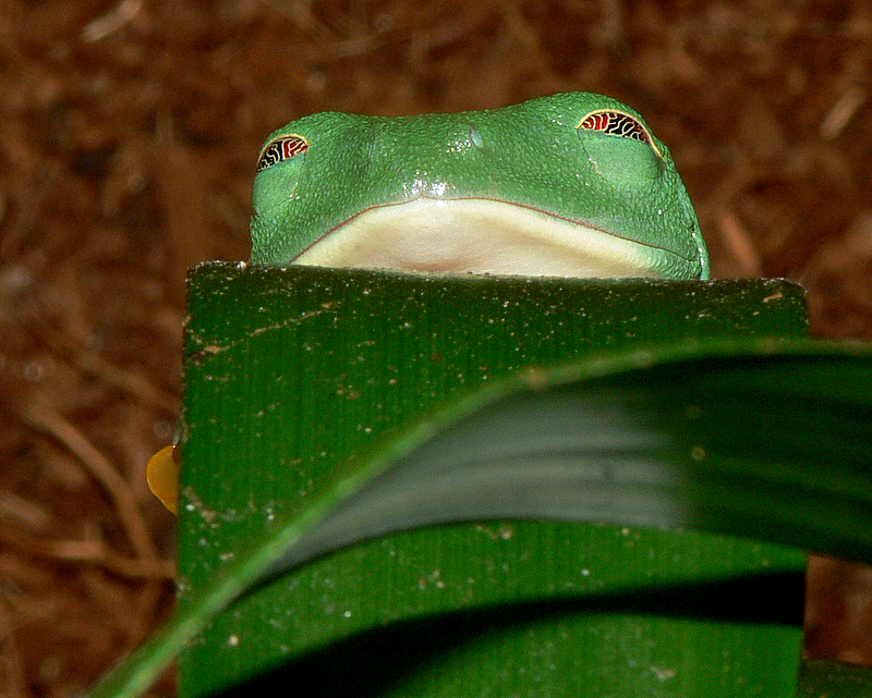 Red-Eyed Tree Frog