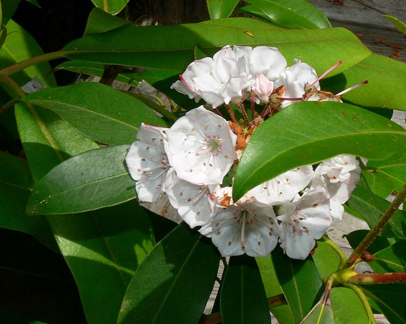 Mountain Laurel