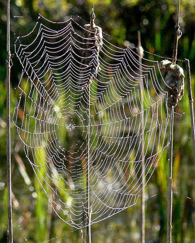 Spiders Web