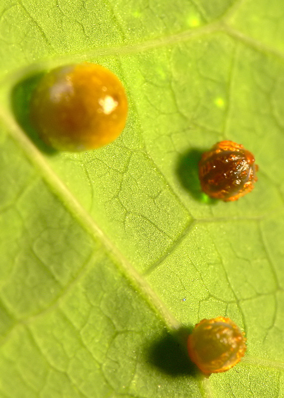 Butterfly Eggs